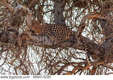 Leopard On A Tree In Natural Habitat In Etosha National Park In Namibia. African Wildlife. South Afr