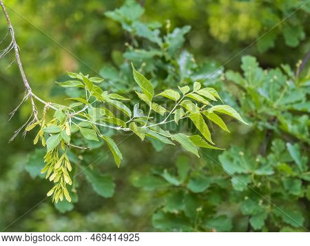 Box Elder Tree With Green Foliage And Winged Seeds Close Up. Close-up Of Maple Seeds, Disamaras. Ace