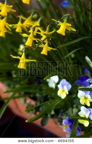 Påskliljor och penséer i en blomlåda