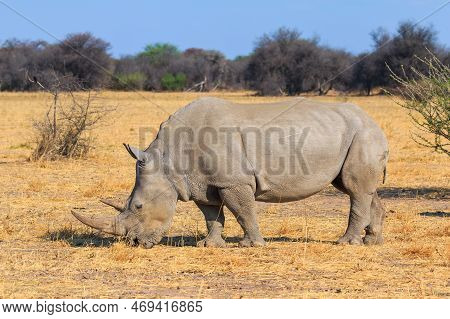White Rhino In Natural Habitat In Waterberg Plateau National Park In Namibia. African Wildlife. Sout