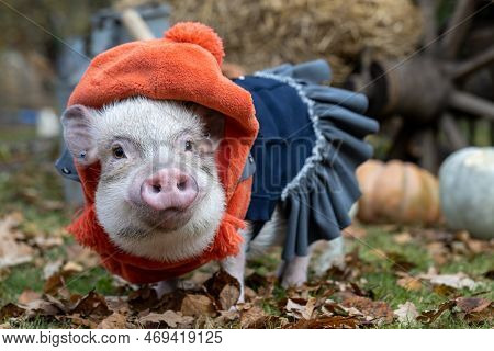 White Mini Pig In A Smart Suit Posing On An Autumn Background
