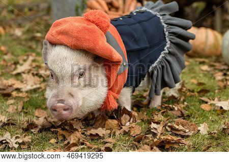 White Mini Pig In A Smart Suit Posing On An Autumn Background