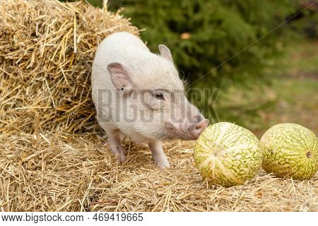 A White Mini Pig Sits In A Wicker Basket. Autumn Photo