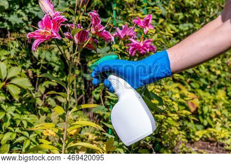 Treatment In The Garden Of Young Shoots Of Roses From Aphids, Whiteflies And Insect Pests