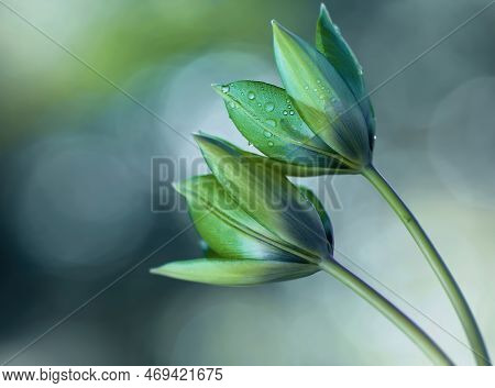 Green Tulips Botanical In Waterd Drops Ona A Blurred Light Background