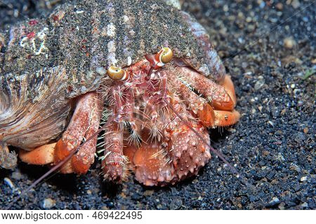 Hermit Crabs Are Anomuran Decapod Crustaceans Of The Superfamily Paguroidea That Have Adapted To Occ