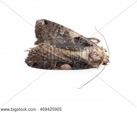 Single Grey Cabbage Moth Isolated On White
