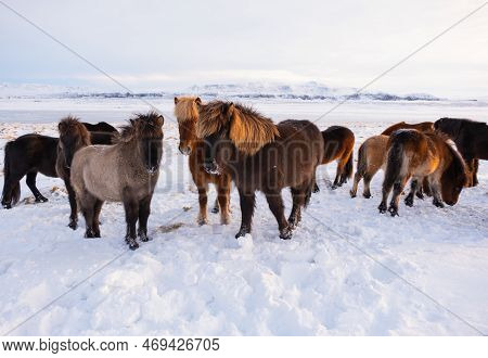 Icelandic Horses In Winter, Rural Animals In Snow Covered Meadow. Pure Nature In Iceland.