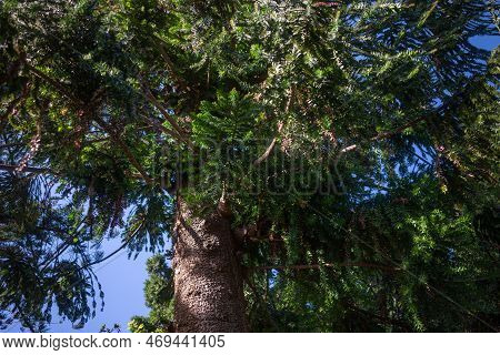 Lush Foliage Of Araucaria Columnaris Or Cook Pine, Christmas Tree In India