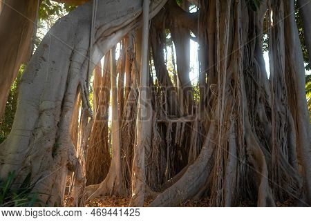 Ficus Macrophylla F. Columnaris, Banyan Tree Or Lord Howe Fig. Aerial Roots
