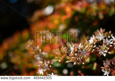 White Flowers Of Jade Plant Pollintated By A Bee. Red Edges Of Green Leaves
