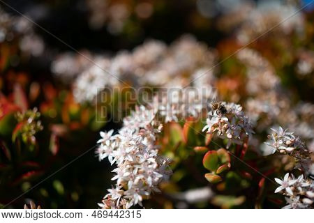 White Flowers Of Jade Plant Pollintated By A Bee. Red Edges Of Green Leaves