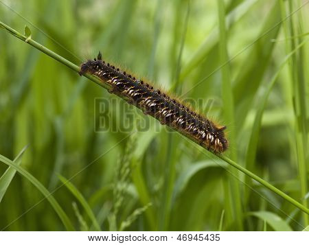 Lagarta de mariposa bebedor