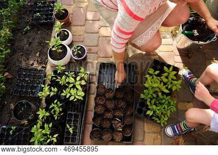 Close-up Of Female Gardener Agronome Transplanting Pepper Seedlings In The Early Spring At Sunset. B