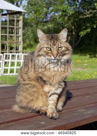 Tre Legged katt