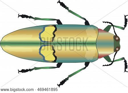 Beetle Vector Illustration. Jewel Beetle Chrysochroa Saundersi, Colorfull Metallic Exotic Insect, Bu