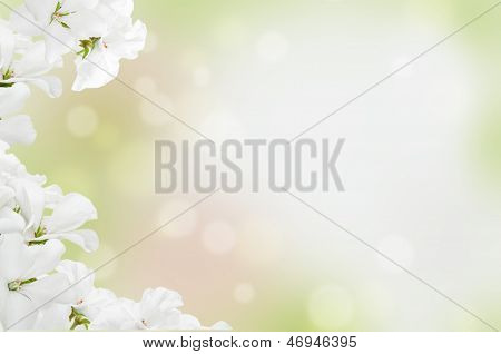 Hvide blomster på en lys baggrund