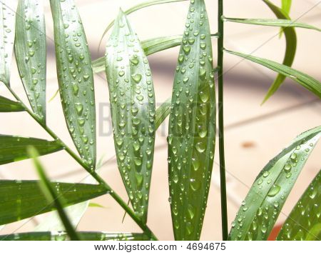 Leaf2