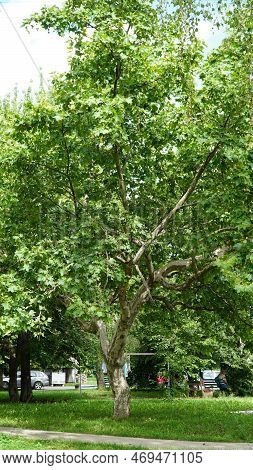 Platanus Occidentalis. Branches Of A Sycamore Tree. Platan Hispanica. N