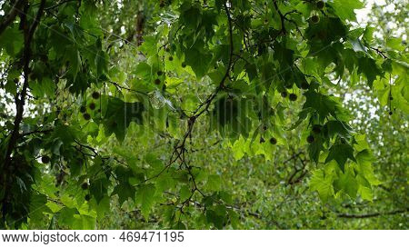 Leaves And Fruits Of Platanus Occidentalis, Also Known As American Sycamore. Leaves And Fruits Of Pl