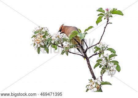 A Cedar Waxwing Perched On Top Of An Apple Tree Eating Its Blossoms, White Background