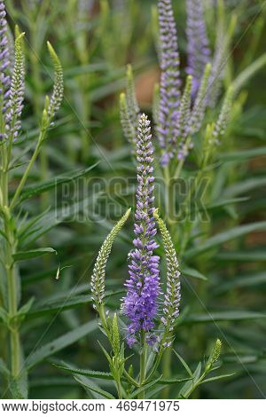 Vertical Colorful Closeup On The Brilliant Blue Flowers Of Culver's Root, Veronicastrum Virginicum I