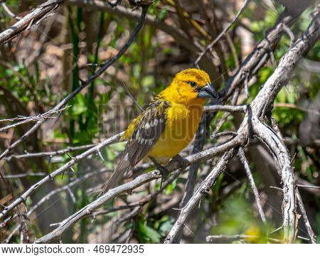 This Beautiful Yellow Grosbeak Was A Super Rarity When Discovered In This Colorado Garden.