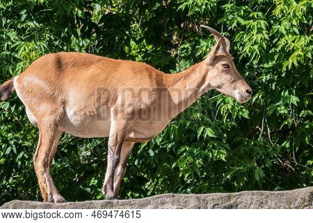 Mountain Goat Or East Caucasian Tur, Female, Latin Name Carpa Cylindricornis. It Is Critically Endan
