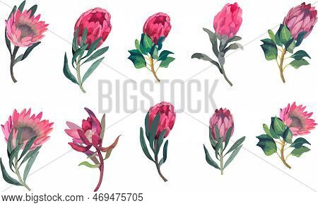 Set Realistic Vector Illustration Of Protea Flowers. Tropical King Flower Protea In Bloom.