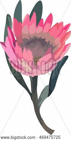Set Realistic Vector Illustration Of Protea Flowers. Tropical King Flower Protea In Bloom.