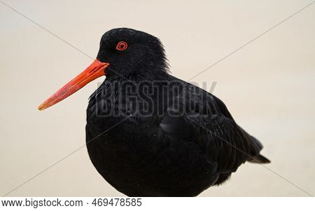 Close Up Headshot Portrait Of A Black Variable Oystercatcher Bird Standing On Low Tide Sand Beach In