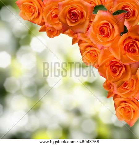 roses in a garden