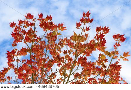 Natural Background Of Acer Wilsonii  Rehder On Blue Sky Background. Maple Leaves, Leaves Have 3 Lobe