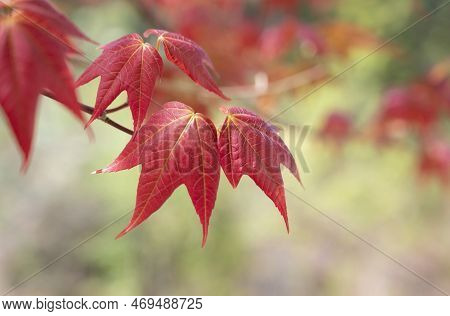 Close-up Of Acer Wilsonii  Rehder On Blurred Background. Maple Leaves, Leaves Have 3 Lobes That Are 