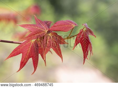 Close-up Of Acer Wilsonii  Rehder On Blurred Background. Maple Leaves, Leaves Have 3 Lobes That Are 