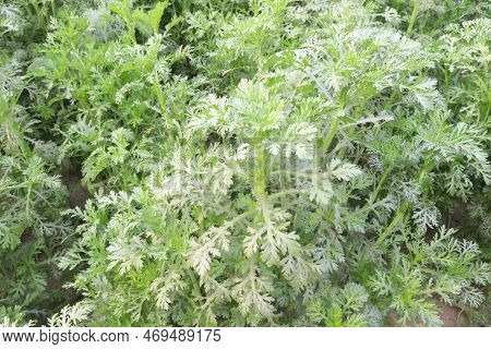 Wormwood Tree Farm Used In The Alcoholic Drinks