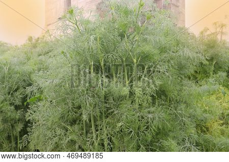 Wormwood Tree Farm Used In The Alcoholic Drinks