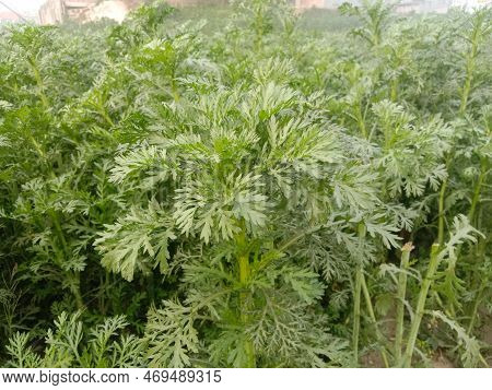 Wormwood Tree Farm Used In The Alcoholic Drinks