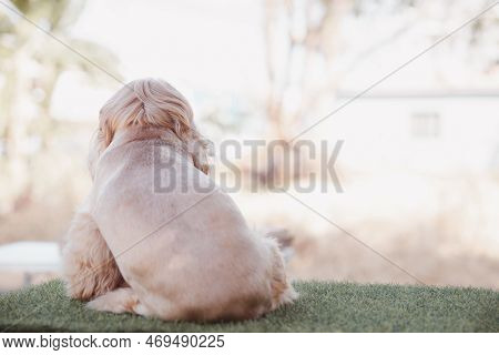 Happy Cockapoo dog sit on wooden table. Puppy Cockapoo or adorable cocker is mixed breeding animal (