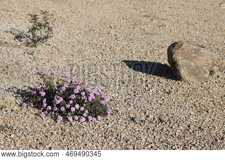 Flowering Low Rise Shrub Of Lantana Montevidensis And A Small Boulder Used In Desert Style Xeriscapi