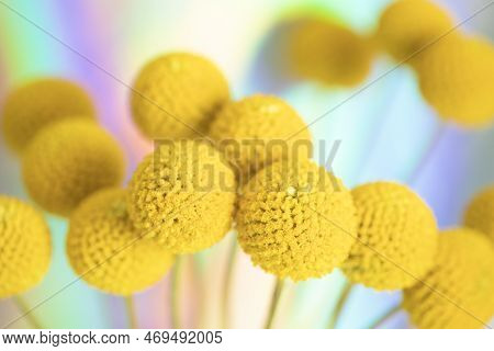 Closeup Of A Bunch Of Yellow Craspedia Billy Buttons Flowers With A Blurred Holographic Background