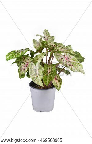 Colorful Exotic 'caladium Miss Muffet' Houseplant With Pink And Green Leaves With Red Dots In Pot On