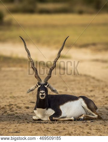 Wild Male Blackbuck Or Antilope Cervicapra Or Indian Antelope Closeup Or Portrait In Natural Green B