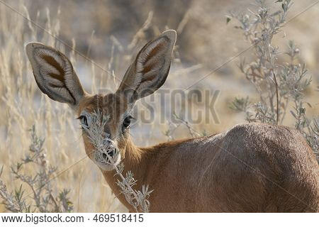 Female Steenbok (raphicerus Campestris) Browsing On Grasses In Etosha National Park, Namibia.