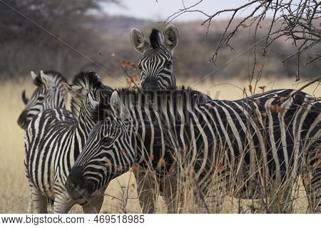 Burchell\'s Zebra (equus Burchellii)  In Okonjima Nature Reserve, Namibia
