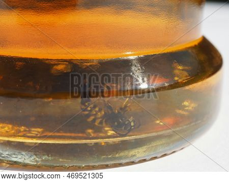 Wasp Beer Bottle. Image & Photo (Free Trial) | Bigstock