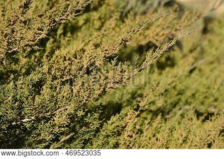 Pfitzer Juniper Green Branches In The Garden