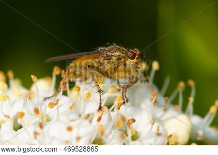 Yellow Dung Fly (scathophaga Stercoria)
