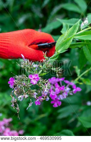 Gardener In Red Gloves Makes Pruning With Pruning Shears Faded Phlox Flowers