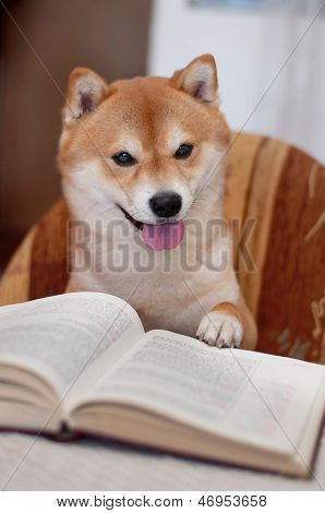 Dog Reading A Book
